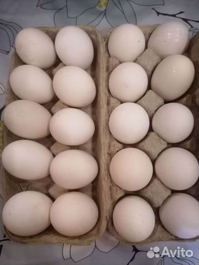 Инкубационное яйцо куриное Пушкинской породы