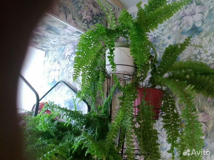 Папоротник комнатный цветы