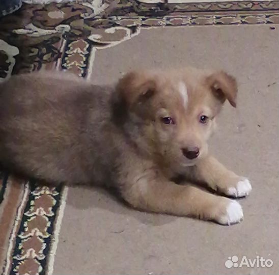 Щеночек в добрые руки