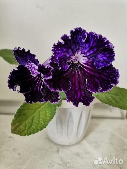 Стрептокарпусы