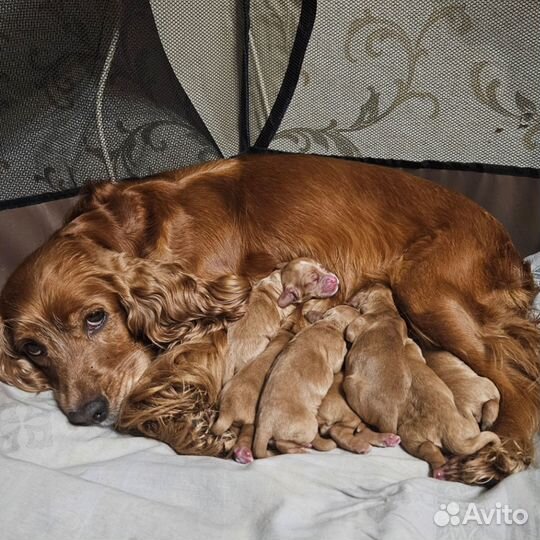 Английский кокер спаниель