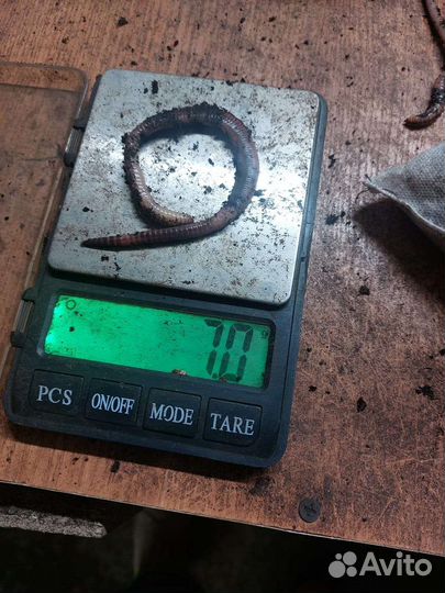 Червь дендробена