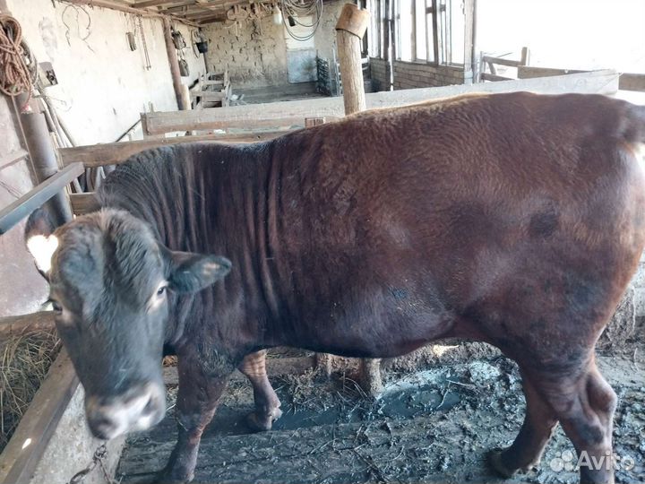 Быки лимузины