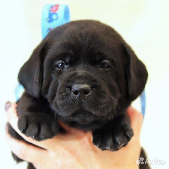 Щенки лабрадора