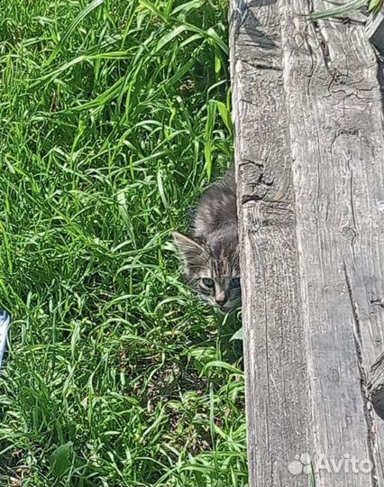 Котенок из деревни