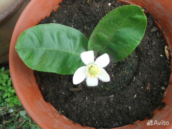 Продам плодоносящий лимон