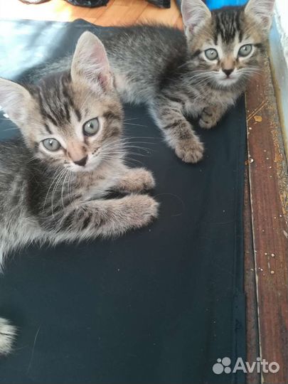 Два брата близнецы от мейн куна отдам бесплатно