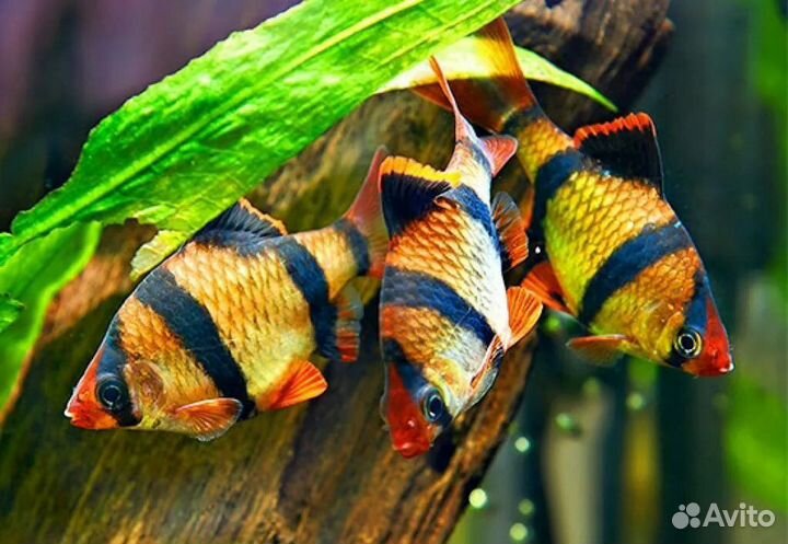 Красивые рыбки в ассортименте