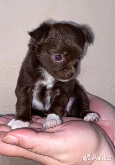 Щенки чихуахуа мини девочки