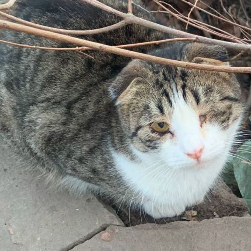 Котик выживает. Сжальтесь, заберите домой