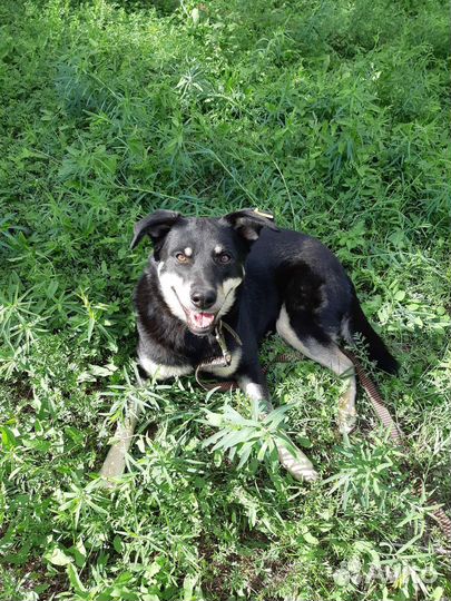 Собака в добрые руки отдам бесплатно