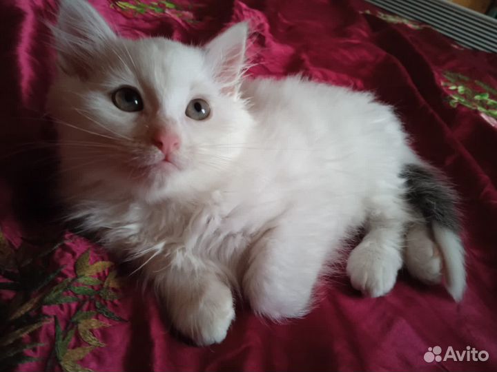 Белый пушистый котенок