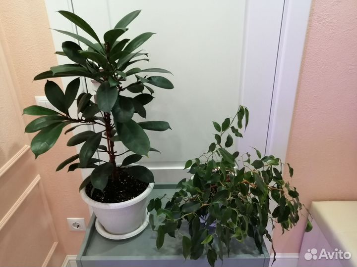 Фикусы Вианди, Циатистипула