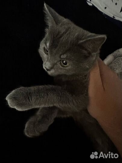 Котята