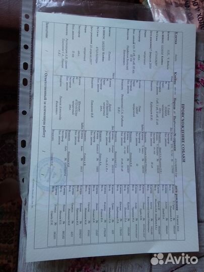 Щенки русской гончей