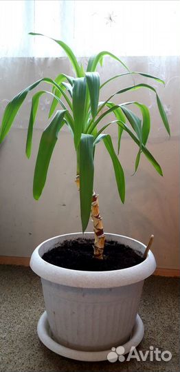 Пальма юкка