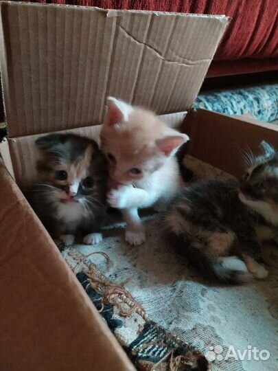 Британские котята