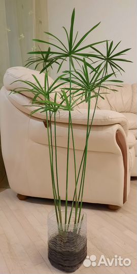 Циперус Гигантский