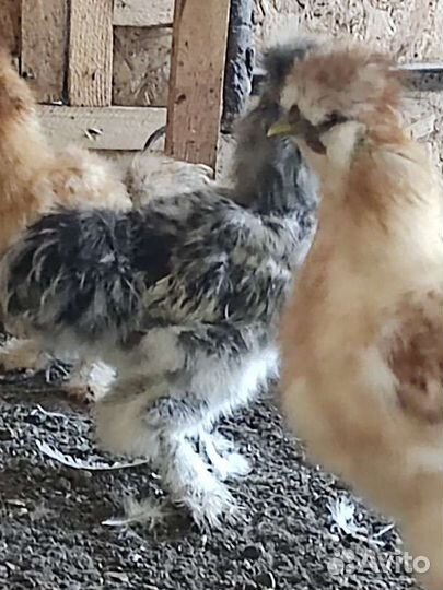 Петушки китайские шелковые