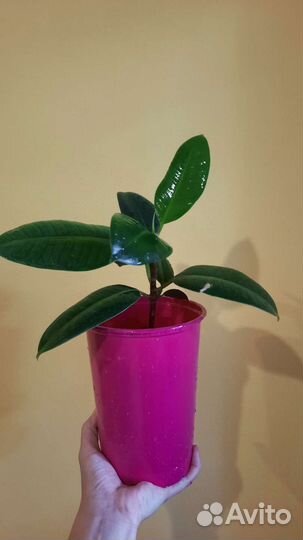 Комнатные растения