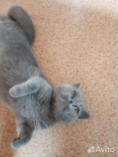 Персидская кошка на случку