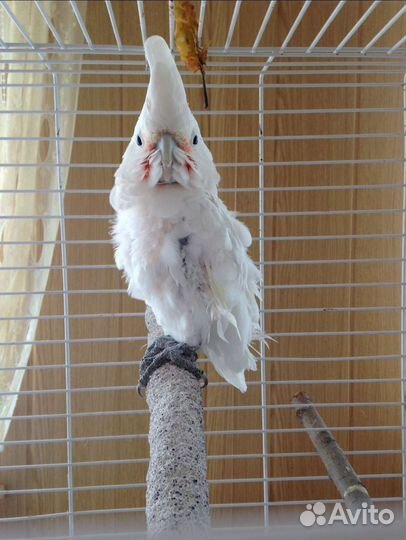 Попугай Какаду