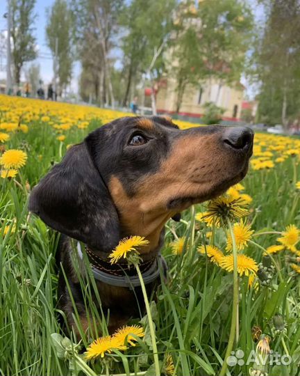 Такса вязка