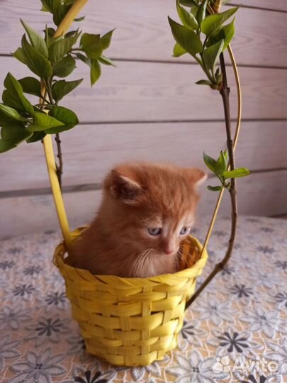 Кошки в добрые руки бесплатно