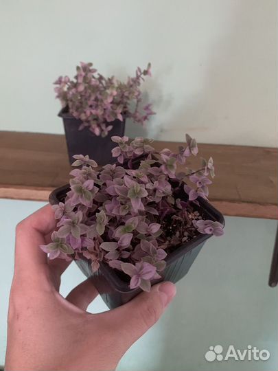 Коллизия розовая пантера