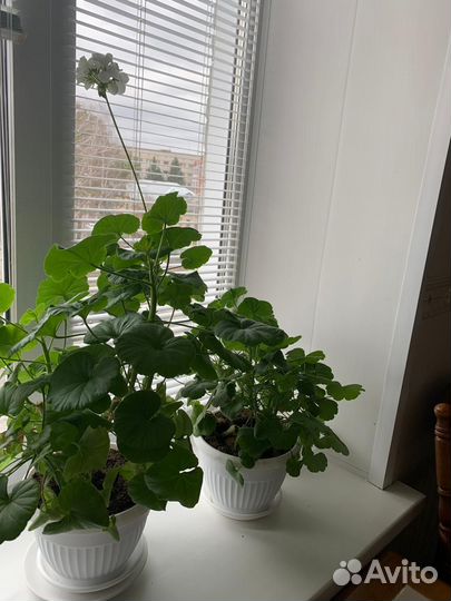 Герань пеларгония