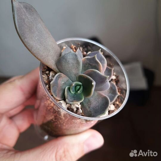 Эхеверия Серрана