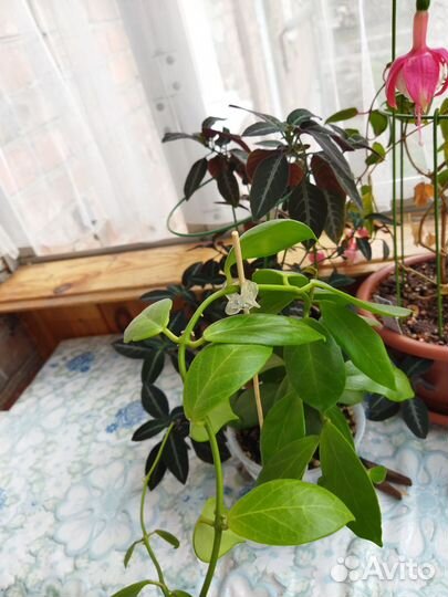 Комнатные домашние цветы