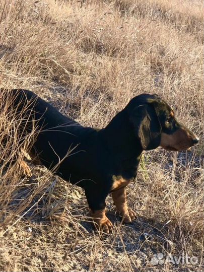 Вязка кобель такса