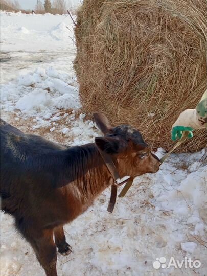Продам телочек порода черно-пестрая