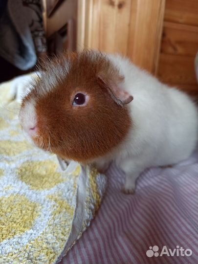 Передержка животных