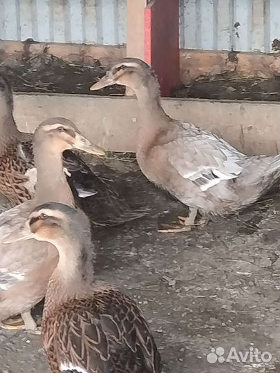 Утки Руанские