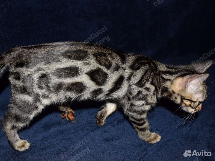 Бенгальский котенок