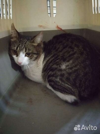 Кот в добрые руки