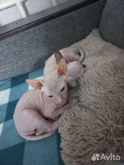 Котята сфинкс