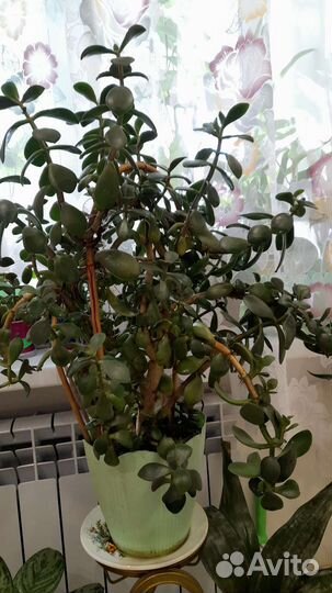 Денежное дерево