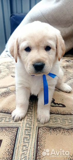 Щенки лабрадора