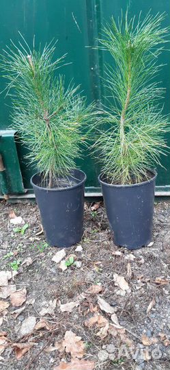 Саженцы кедра