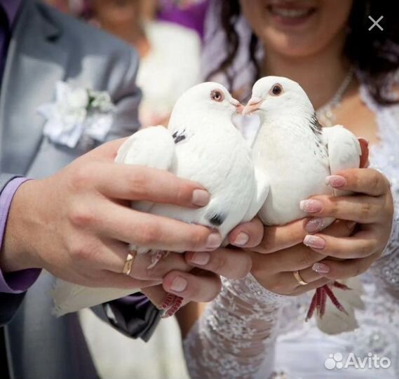 Голуби на свадьбу