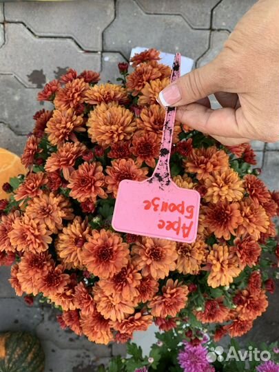 Хризантема черенки
