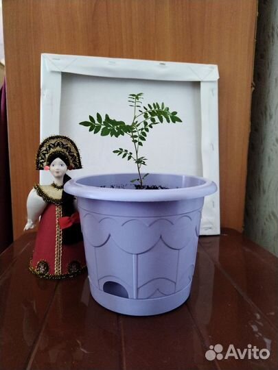 Жакарандамимозолистная