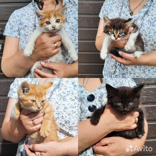 Котята 2 мес в дар