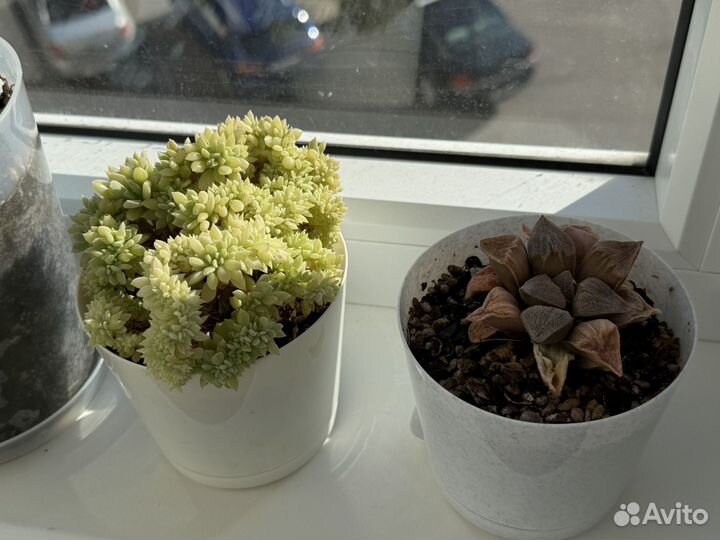 Комнатные растения цветы суккуленты