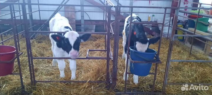 Телята бычки