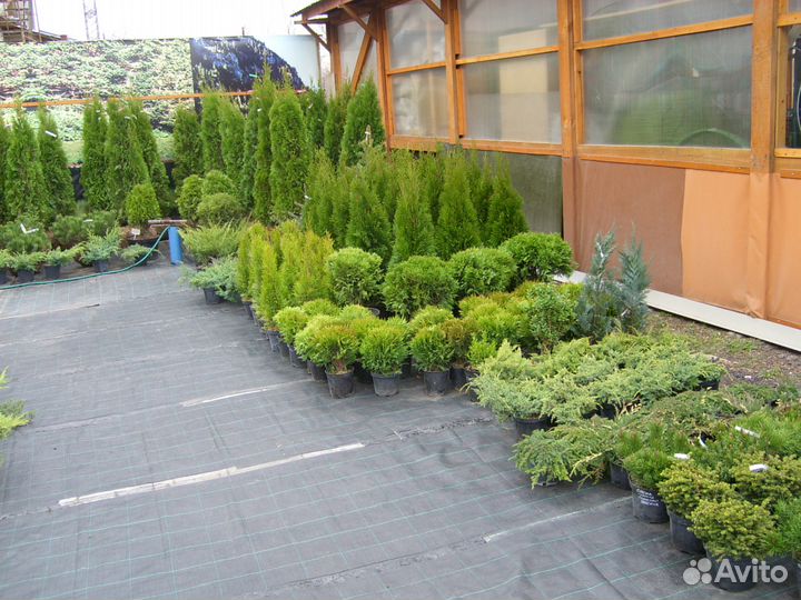 Саженцы плодовых и декоративных растений