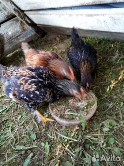 Молодые петушки